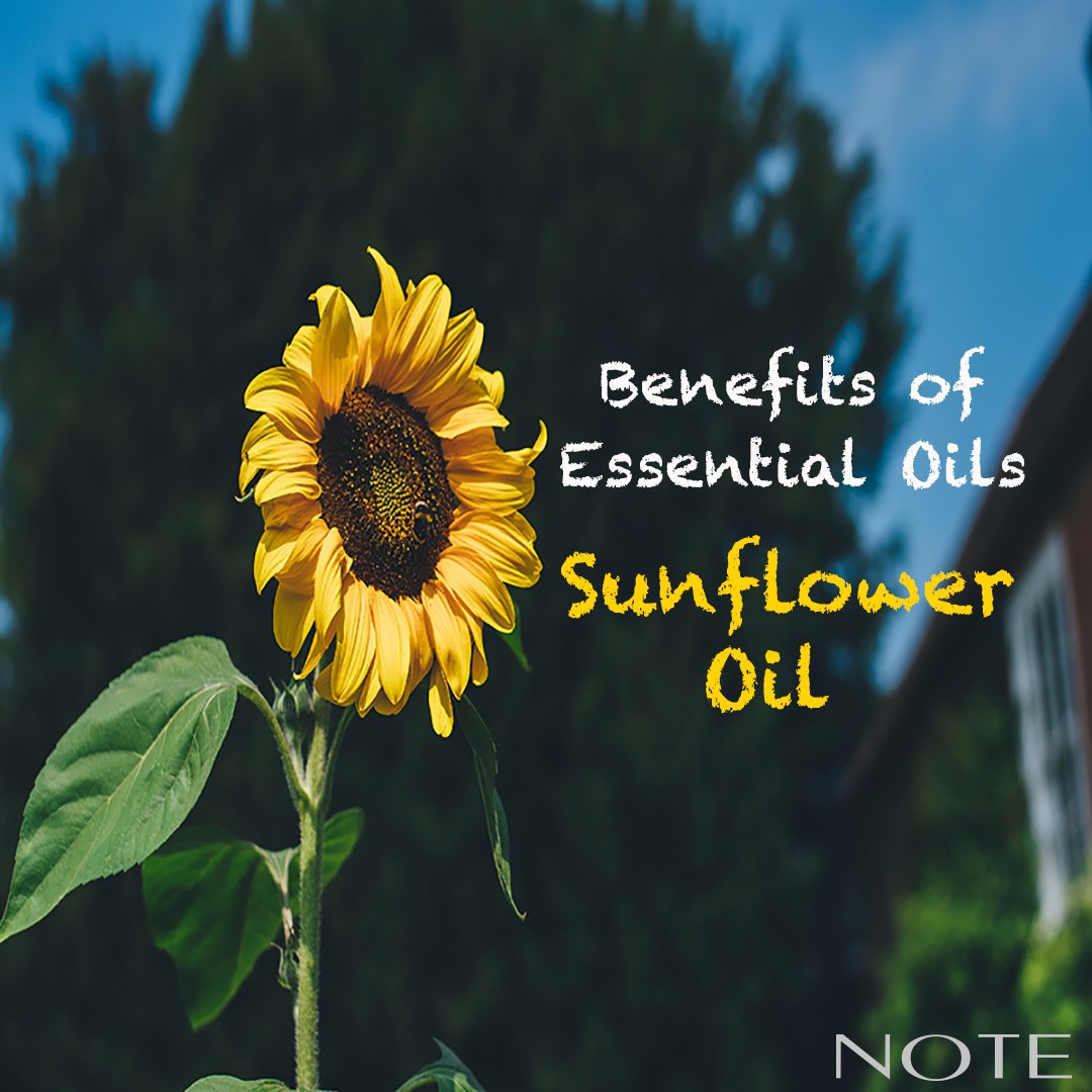 Benefits of Essential Oils - Sunflower Oil - Note Cosmetics Singapore